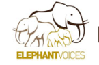 Elephant Voices Logo
